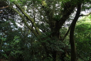 南郷巨樹の森